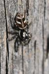 Salticus scenicus