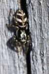 Salticus scenicus