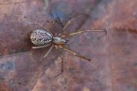 Linyphia triangularis