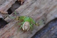 Diaea dorsata