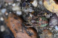 Gibbaranea gibbosa
