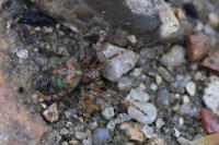 Gibbaranea gibbosa