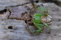 Diaea dorsata