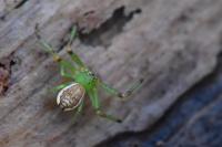 Diaea dorsata