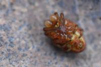 Araniella displicata