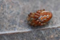 Araniella displicata