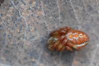 Araniella displicata