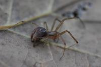 Linyphia triangularis
