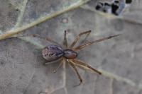 Linyphia triangularis