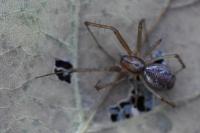 Linyphia triangularis