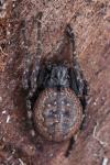 Nuctenea umbratica