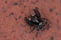 Pseudeuophrys erratica