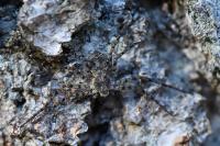 Philodromus margaritatus