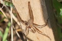Pisaura mirabilis