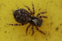 Pseudeuophrys erratica