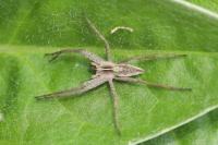 Pisaura mirabilis