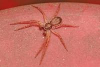 Philodromus dispar