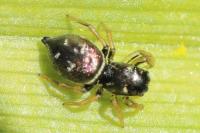 Heliophanus cupreus