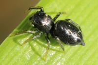 Heliophanus cupreus