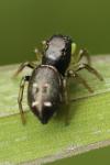 Heliophanus cupreus