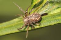 Philodromus