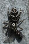 Salticus scenicus
