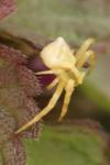 Thomisus onustus