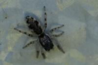 Salticus zebraneus