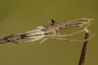 Tibellus
