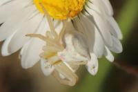 Thomisus onustus