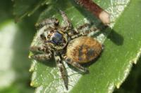 Carrhotus xanthogramma