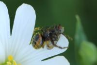 Synema globosum