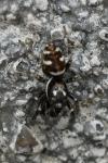Salticus scenicus