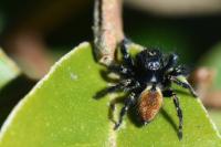Carrhotus xanthogramma