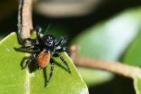 Carrhotus xanthogramma