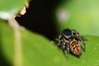 Carrhotus xanthogramma