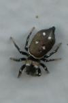 Heliophanus kochii