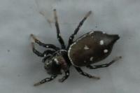 Heliophanus kochii