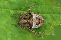 Gibbaranea bituberculata