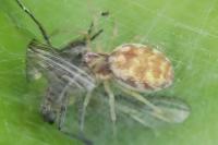 Nigma flavescens