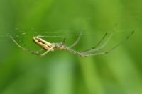 Tetragnatha