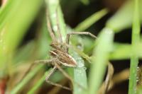 Pisaura mirabilis
