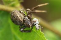 Xysticus