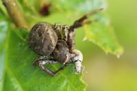 Xysticus