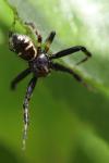 Synema globosum