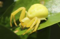 Misumena vatia