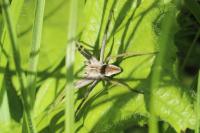 Pisaura mirabilis