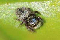 Carrhotus xanthogramma