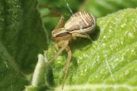 Xysticus ulmi