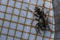 Salticus zebraneus